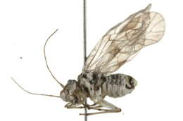 Dasydemellidae resmi