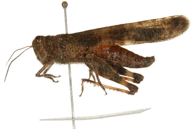 Image of Band-winged Grasshoppers