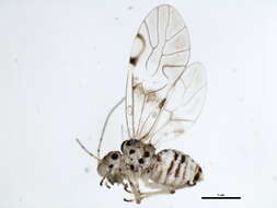 Dasydemellidae resmi