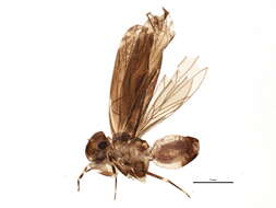 Image of Amphientomoidea