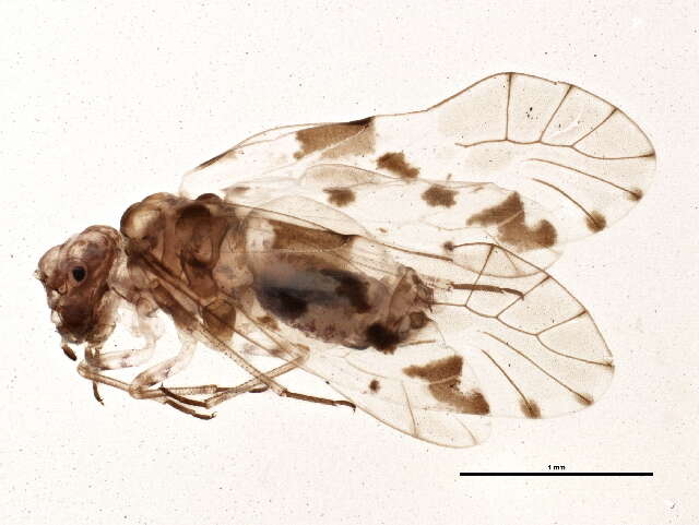 Imagem de Myopsocidae