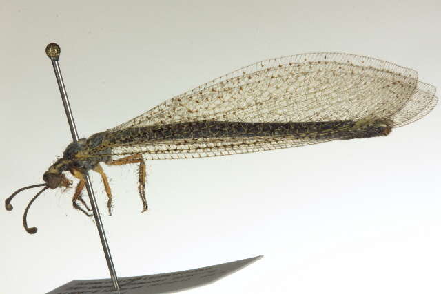 Image de Myrmeleontinae