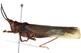 Plancia ëd Pyrgomorphoidea