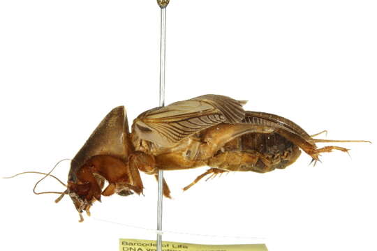 Image of mole crickets