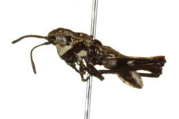 Image of Morphacris