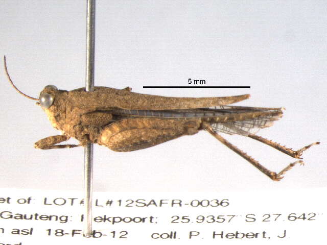 Image of Tetrigoidea