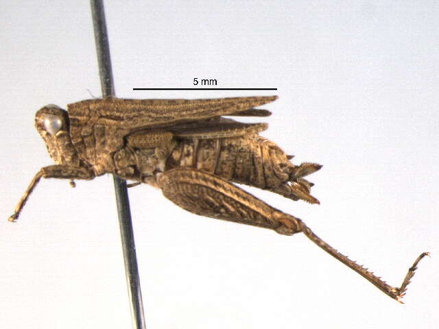 Image of Tetrigoidea