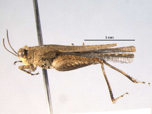 Image of Tetrigoidea