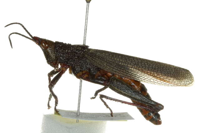 Image of Pyrgomorphoidea