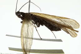 Image of Iridopterygidae