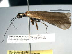 صورة Iridopterygidae