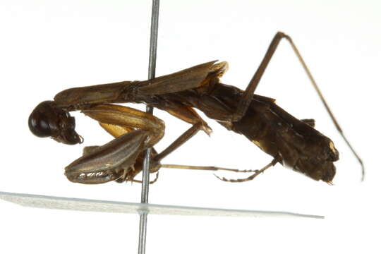 Image of praying mantises