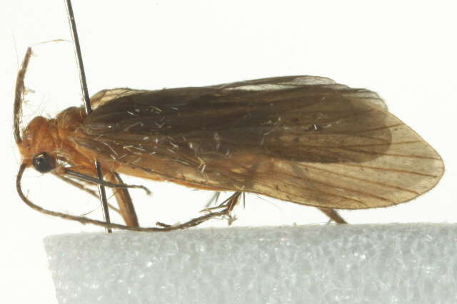 Image of Little Black Caddisflies