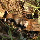 Image of common hamster, european hamster, black-bellied hamster