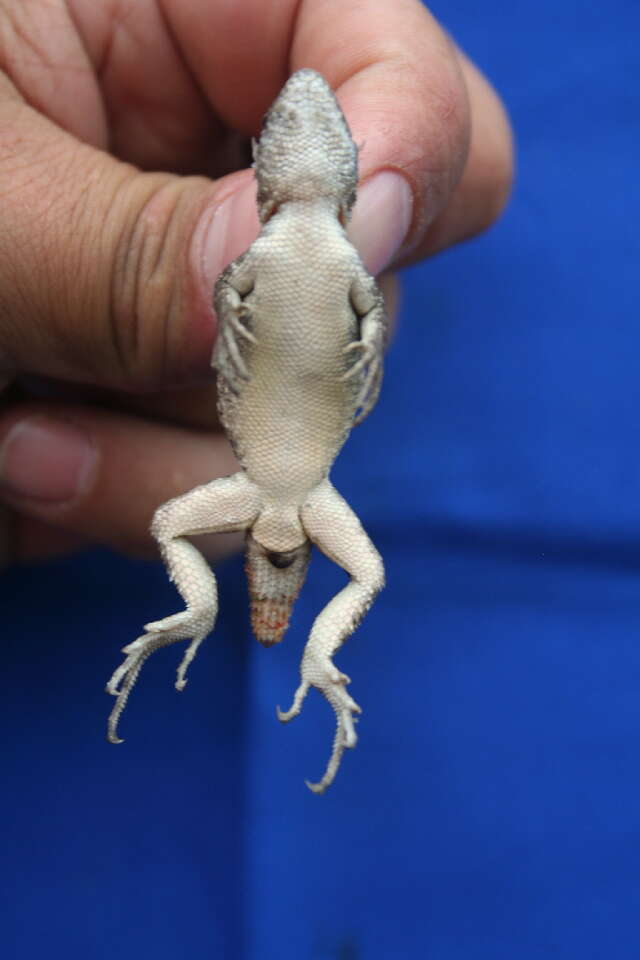 Image of Duges' Spiny Lizard