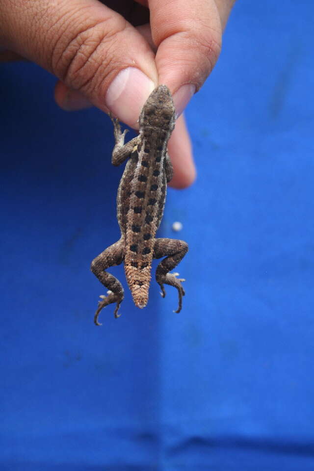 Image of Duges' Spiny Lizard