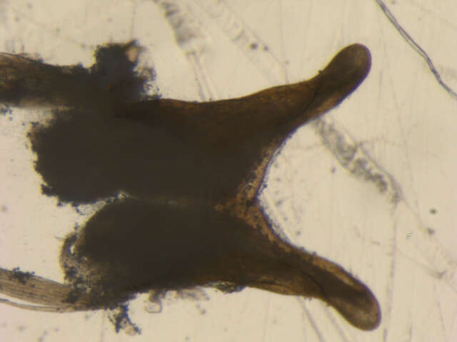 Image of Rhithrogena anomala McDunnough 1928