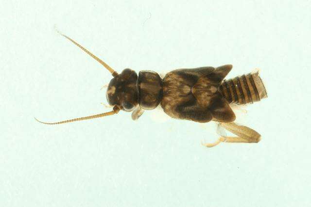 Image of Isoperla dicala Frison 1942