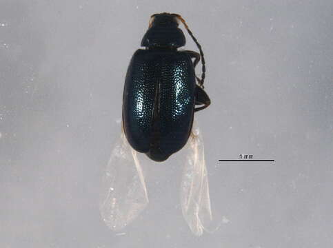 Image of Crucifer Flea Beetle