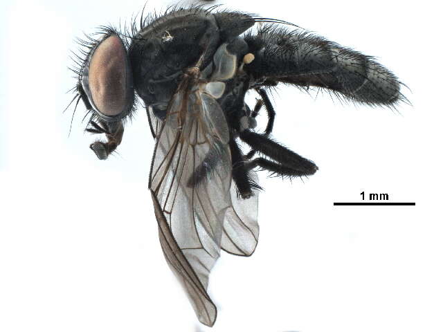 Image of latrine flies