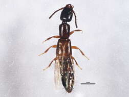 Image of Nudobius