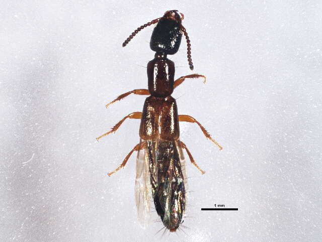 Image of Nudobius