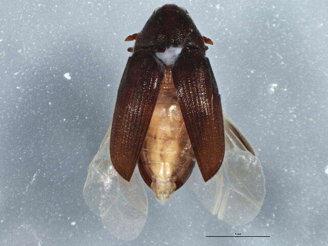 Image of Trixagus carinicollis (Schaeffer 1916)