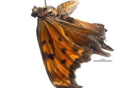 Image of Gray Comma