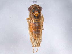 Image of Idiocerus