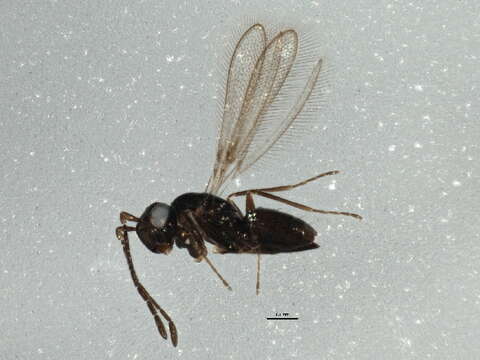 Image of Anaphes listronoti Huber 1997