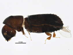 Image of Xyleborinus attenuatus Wood & Bright 1992