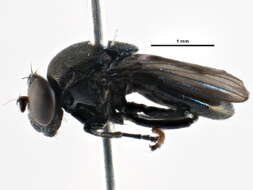 Image of Discomyza