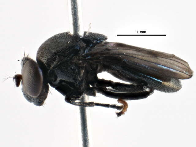 Image of Discomyza