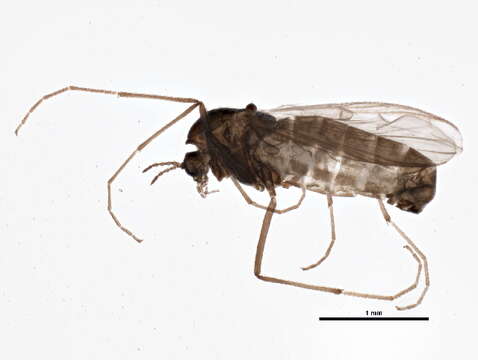 Image of Bryophaenocladius