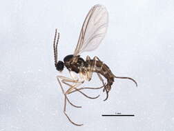 Image of Dark-winged fungus gnat