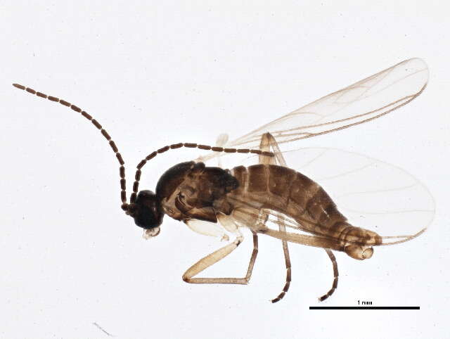 Plancia ëd Bradysiopsis vittigera (Zetterstedt 1851)