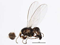 Image of Cerodontha longipennis (Loew 1869)