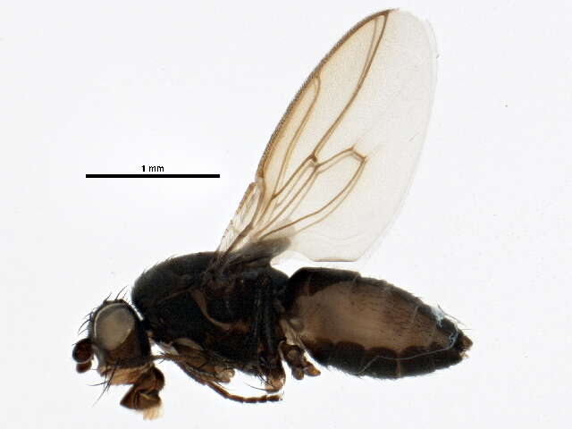 Image of Fly