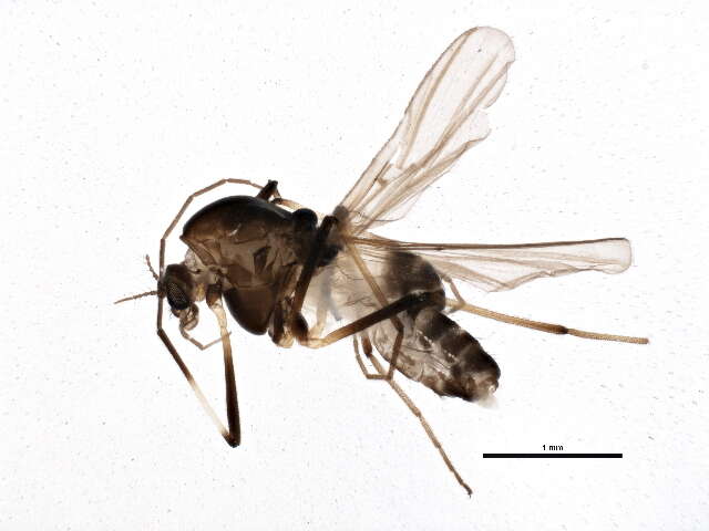Image of Cricotopus annulator cmplx