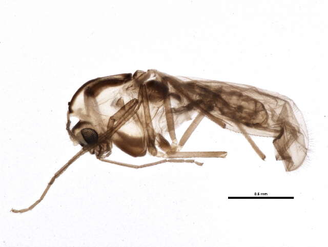 Plancia ëd Parakiefferiella