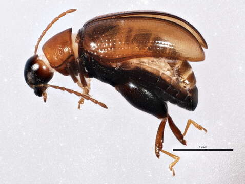 Image of Potato flea beetle