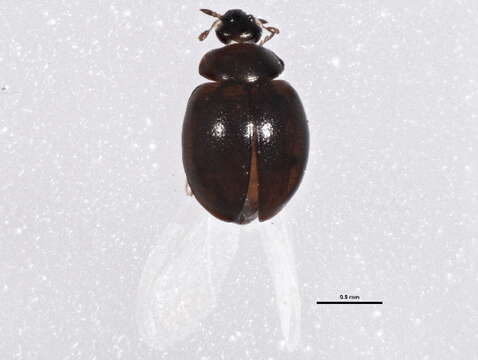 Image of Coccinelloidea