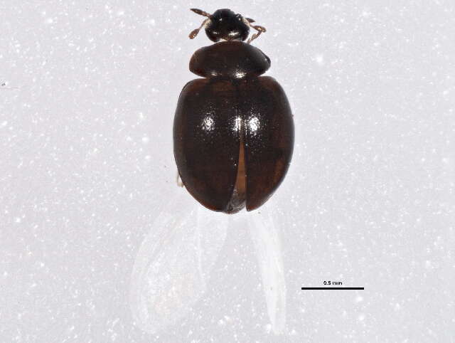 Sivun Coccinelloidea kuva