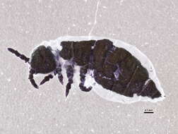 Image of Hypogastruroidea