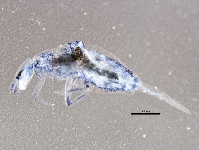 Image of Springtail