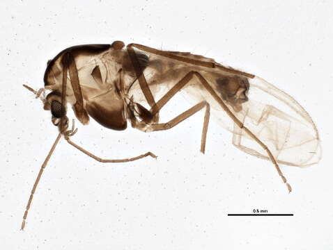 Plancia ëd Parakiefferiella