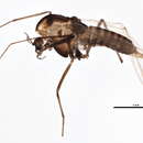 Image of Orthocladius oliveri Soponis 1977