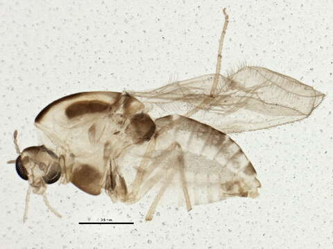 Image of Thienemanniella xena (Roback 1957)