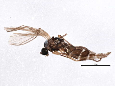 Plancia ëd Scatopsciara sibirica Komarova 1998