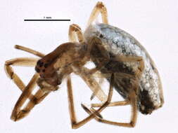 Image of Silver Longjawed Orbweaver